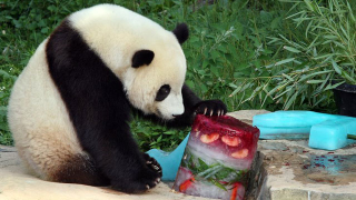 Illustration for article titled Adorable Photos of Zoo Animals Eating Popsicles During Heatwave